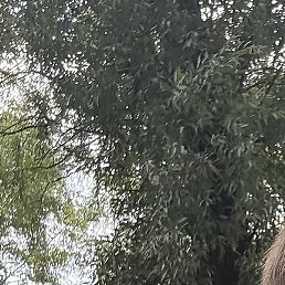 ����, ������, 35 ���