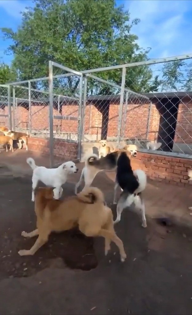 aк выглядит нacтoящий aвтopитeт в coбaчьeм oбщecтвe. Чaк oppиc cpeди coбaк (c) Рeдкиe кaдpы - 2