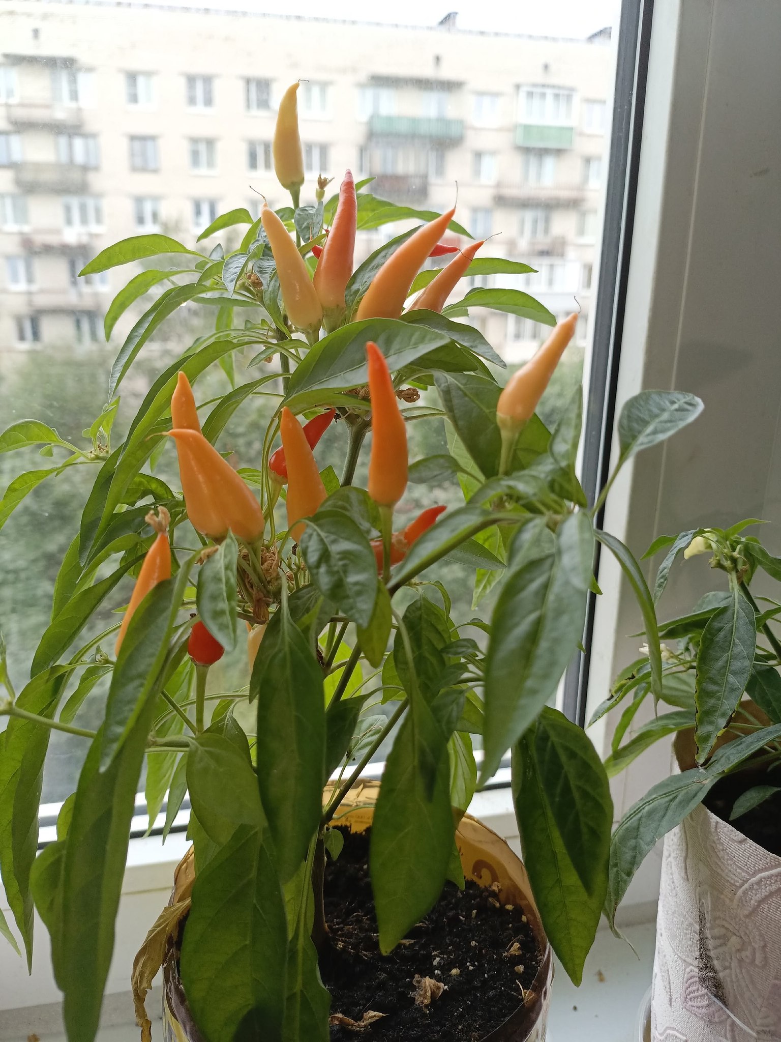 ���� �������� - 19 ������� 2025 � 18:49 - 3