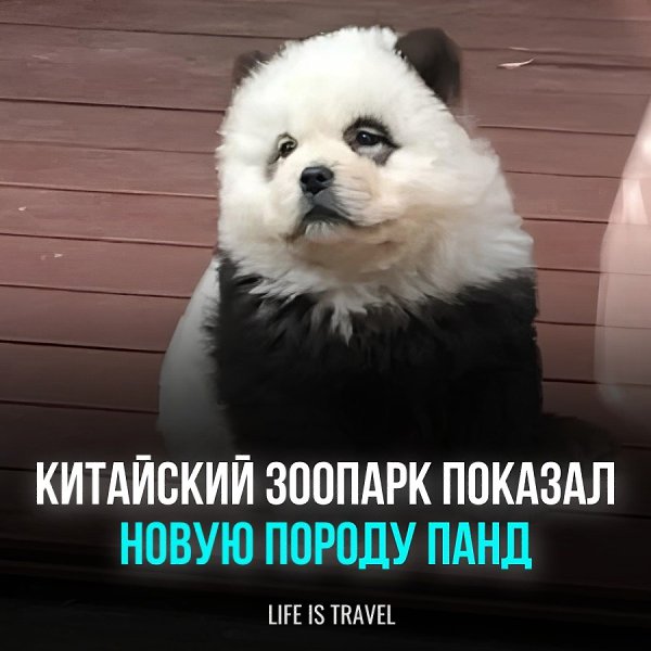 Китайский зоопарк обещал посетителям новый вид панд, этот ход должен был привлечь больше людей и ...