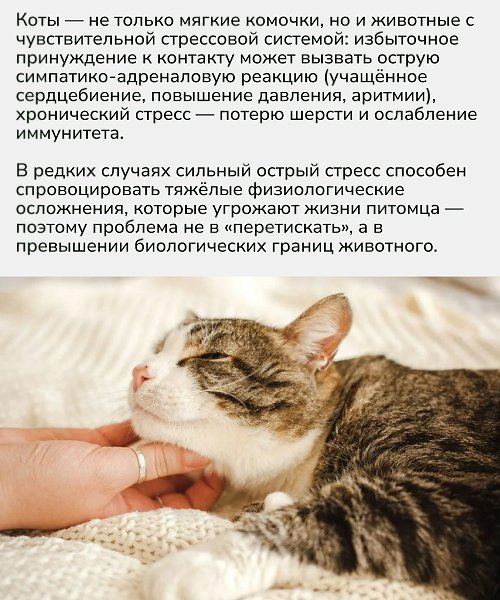 Практика ухода за кошкой — это наблюдение и уважение её сигналов. Гладьте и берите на руки только ... - 2