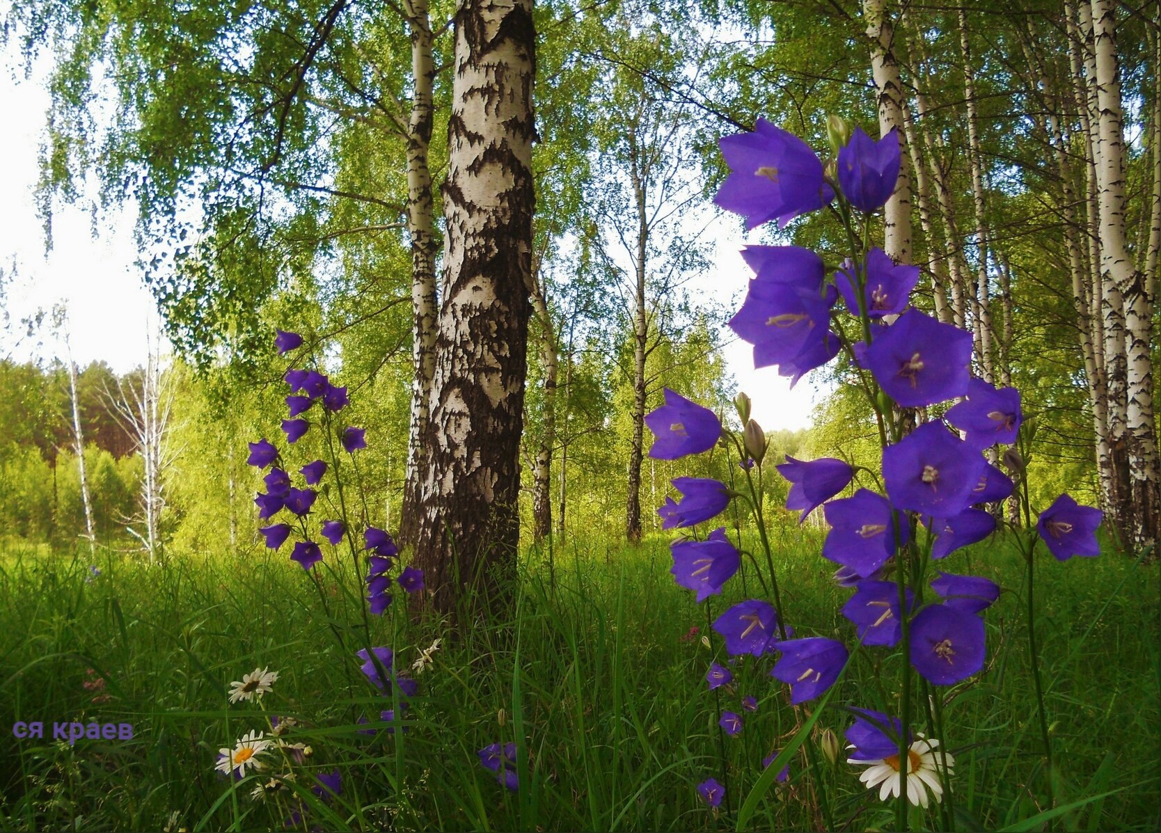 ТЕЧЁТ ВОДА... Я плыла туманом белым, лёгким облачком… А внизу – вода горела – светом солнечным. Я ...