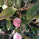 ���� *Galina*, ������, 54 ���� - ��������� 25 ������ 2026 � ������ ���� ����������