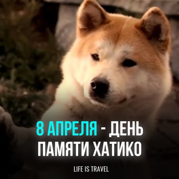 Все помнят эту героическую историю преданного пса, который ждал своего хозяина на протяжении 9 лет, ...