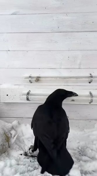 Насколько же эти птицы умные, даже умнее некоторых людей - 2