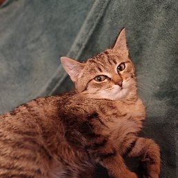 ������, ������, 56 ���