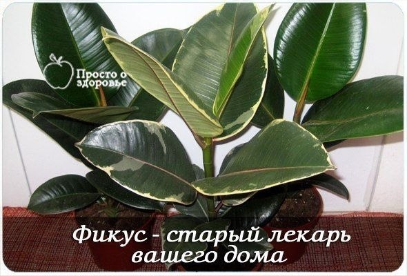 Фикус - старый лекарь вашего дома.Этому растению приписывают такие магические силы: плодовитость, ...