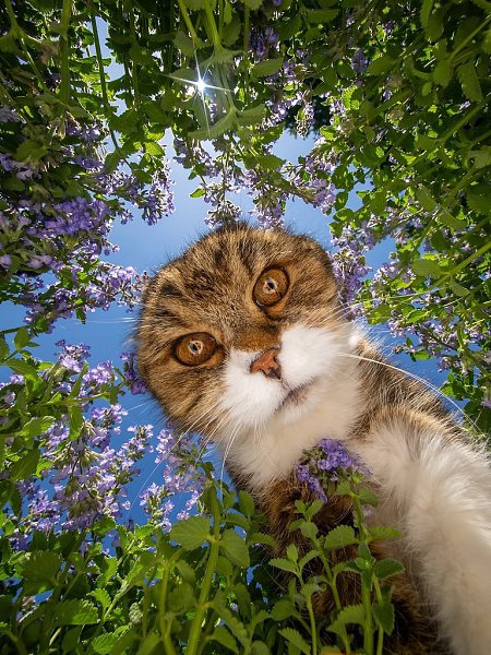 Котики такие: