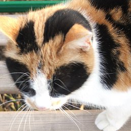 Soulu, ��������, 25 ���