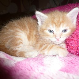 ����, ������, 33 ����