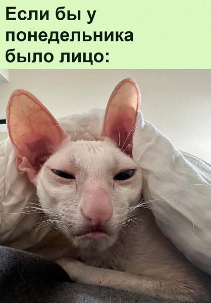 Когда понедельник приходит не только к тебе, но и к твоему коту