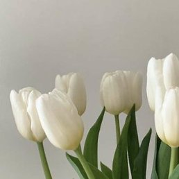 �����, �����-���������, 43 ����