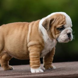 ����, ��������