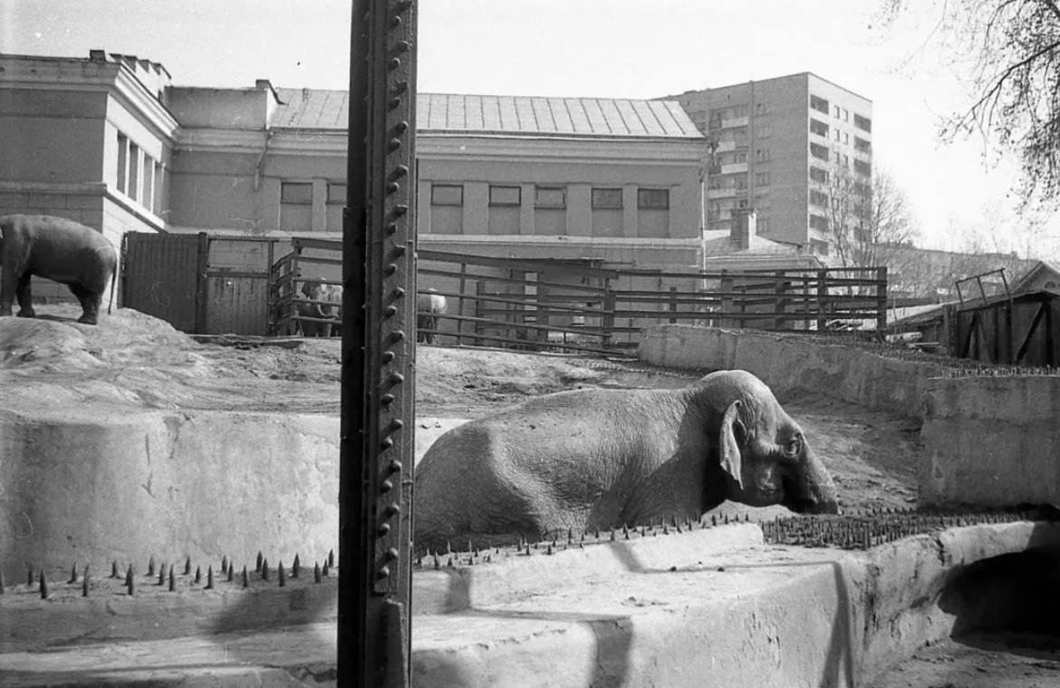 ����� � ���������� ��������, 1986 ���