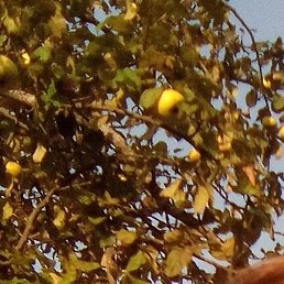 ������, ������, 57 ���