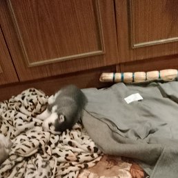 �������, �����������, 42 ����