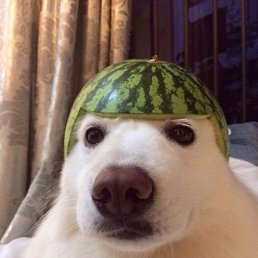 ��������, ���������, 57 ���