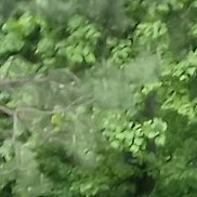 �����, 53 ����, ������