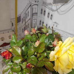 ���� Natalie, �����, 52 ���� - ��������� 26 ������� 2025