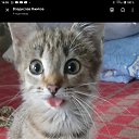 ���� ���������, �����������, 62 ���� - ��������� 7 ������� 2025 � ������ ������ ��������