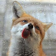 ����, 23 ����, ������ �������