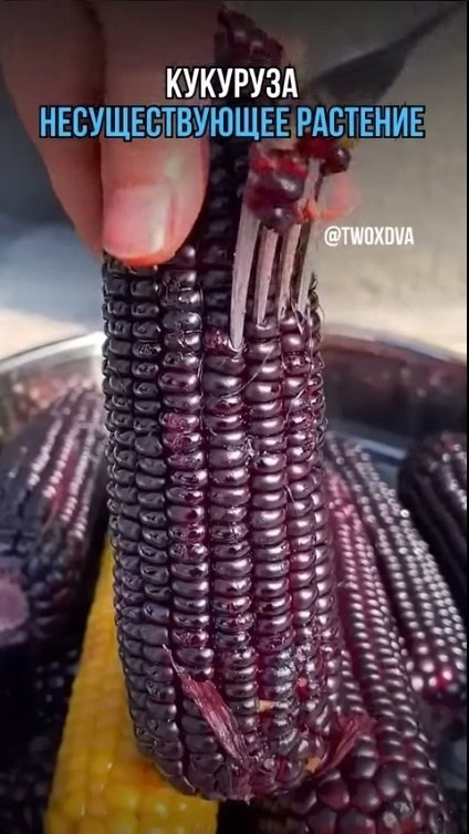 �� ������ ����� ����� ��� ��� ��������