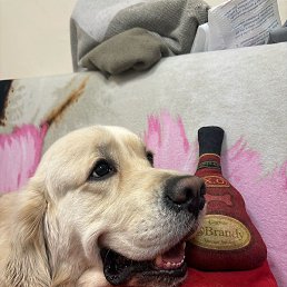 �������, ������, 46 ���