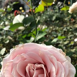 Alla, ������, 27 ���