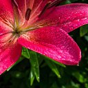 ���� Tanaya, ������, 42 ���� - ��������� 24 ������ 2023 � ������ ���� ����������