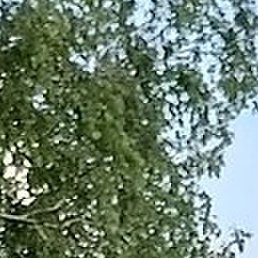 ����, ��������, 42 ����