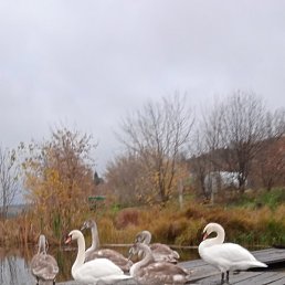 �����, ������, 54 ����