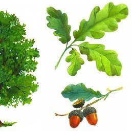 ������, ������, 50 ���