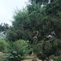 ������, ���������, 57 ���