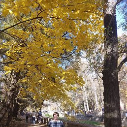 �����, ���������, 62 ����