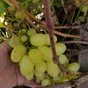 ���� Alexandr, �����������, 70 ��� - ��������� 26 �������� 2025 � ������ �����������