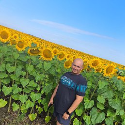 ��������, ����, 51 ���