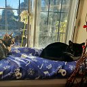 ���� Verita, �������, 36 ��� - ��������� 31 ����� 2024 � ������ ���� ����������