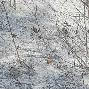 ����, 52 ����, �����������