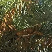 ���������, 43 ����, ��������