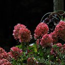 ���� Vidas, ��������, 64 ���� - ��������� 15 ������� 2025 � ������ ������ ��������