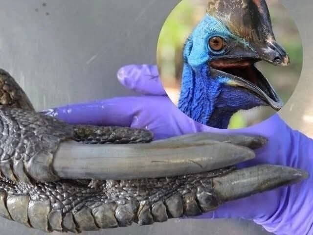 :) САМОЕ ОПАСНОЕ ПЕРНАТОЕ В МИРЕ ... Казуар — высокая, массивная и злобная птица, которая впечатляет ... - 4