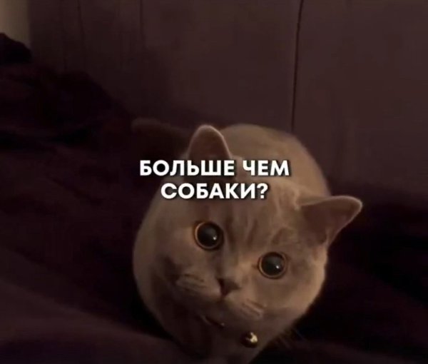 Кошки умеют любить, теперь официально! Они ассоциируют вас со своими родителями, запоминают ваш ... - 2