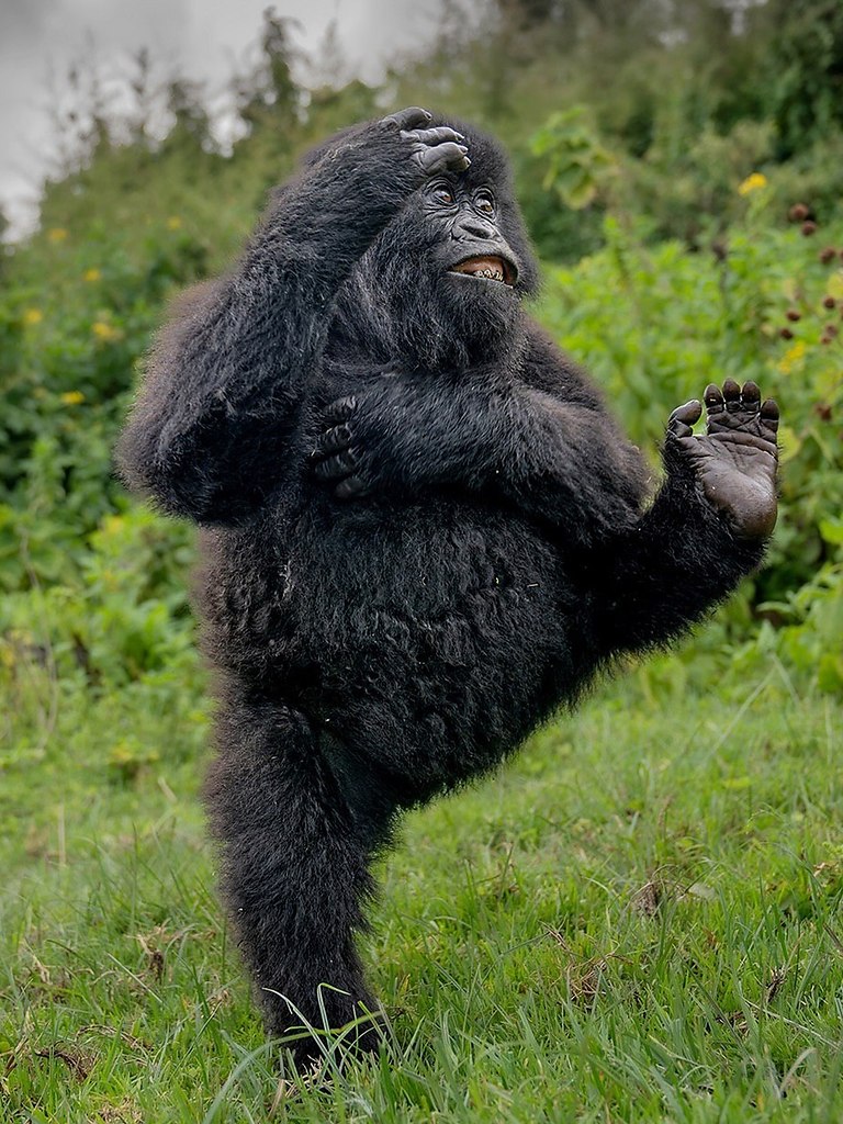 ������ Nikon Comedy Wildlife Awards �������� ����������� 2025 ����, ���������� �������� ����� ... - 2