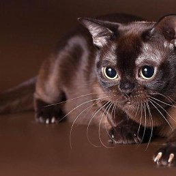 ���� ���������, �����������, 48 ��� - ��������� 31 ����� 2026