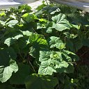 ���� ���, ������, 37 ��� - ��������� 8 ���� 2024 � ������ ������ ��������