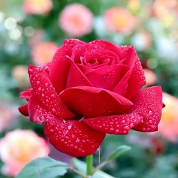 Rose, ��������