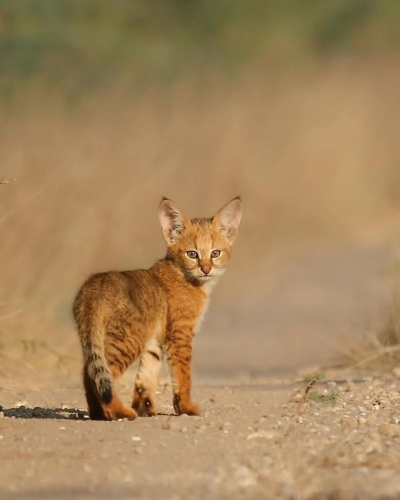 Удивительные кадры диких камышовых котов из Индии от Урмила Джхавери. - 4