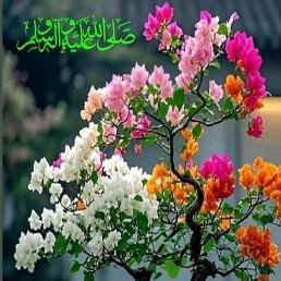 Sagar, ������, 22 ����