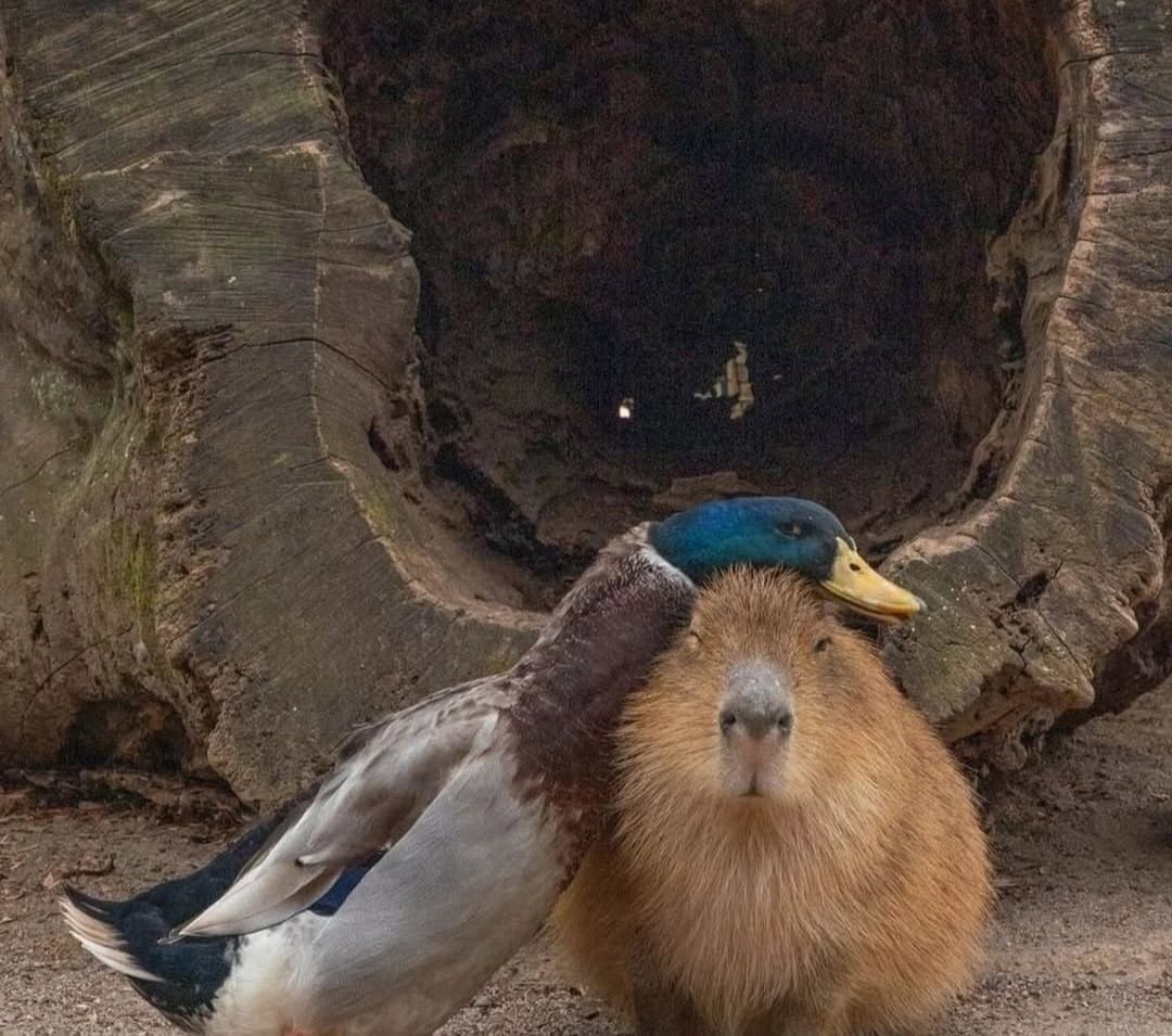 ������ ��� ���� �������� ��������� :3 - 3