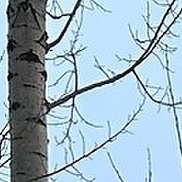 �������, 40 ���, �����������